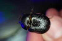 Pentodon bidens