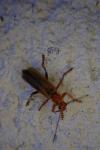 Cantharis livida