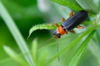 Cantharis flavilabris