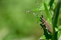Agapanthia villosoviridescens