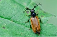 Drilus flavescens