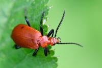 Pyrochroa serraticornis
