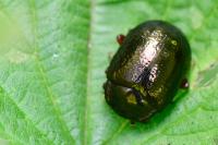 Chrysolina bankii