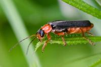 Cantharis flavilabris
