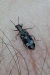 Agnathus decoratus