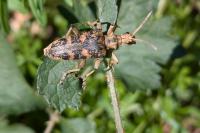 Rhagium sycophanta