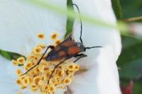 Stenurella bifasciata