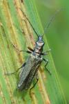 Oedemera