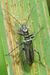 Oedemera