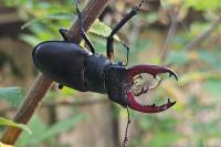 Lucanus cervus cervus