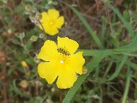 Chrysanthia viridissima