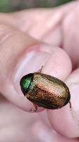 Anomala dubia