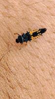 Harmonia axyridis