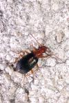 Brachinus sclopeta