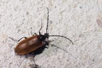 Pseudocistela ceramboides