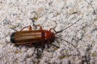 Rhagonycha fulva