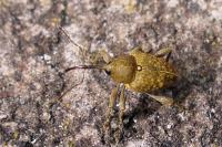 Curculio nucum