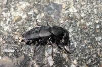 Ocypus olens
