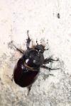 Oryctes nasicornis