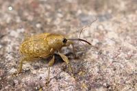 Curculio nucum