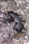 Ocypus olens