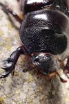 Oryctes nasicornis