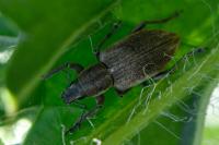 Tanymecus palliatus