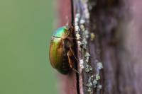 Anomala dubia