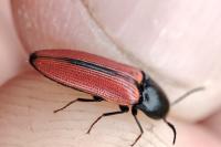 Ampedus sanguinolentus
