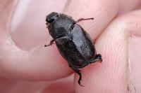 Hoplia philanthus