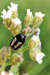 Cryptocephalus vittatus