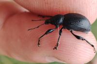 Otiorhynchus aurifer