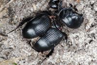 Typhaeus typhoeus