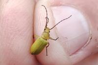 Cteniopus sulphureus