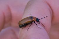 Exosoma lusitanicum