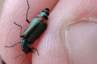 Malachius bipustulatus
