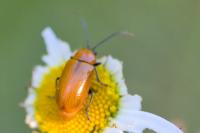 Exosoma lusitanicum
