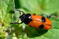 Clytra laeviuscula