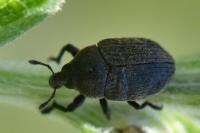 Larinus obtusus