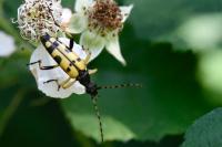 Rutpela maculata
