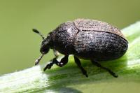 Larinus obtusus