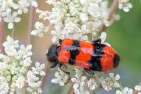 Trichodes apiarius
