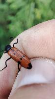 Mylabris quadripunctata