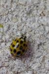 Harmonia axyridis