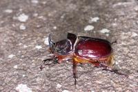 Oryctes nasicornis