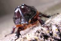 Oryctes nasicornis