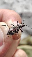 Cicindela hybrida