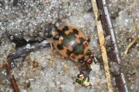 Omophron limbatum