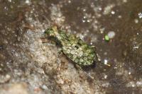 Elaphrus riparius