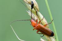 Rhagonycha fulva
